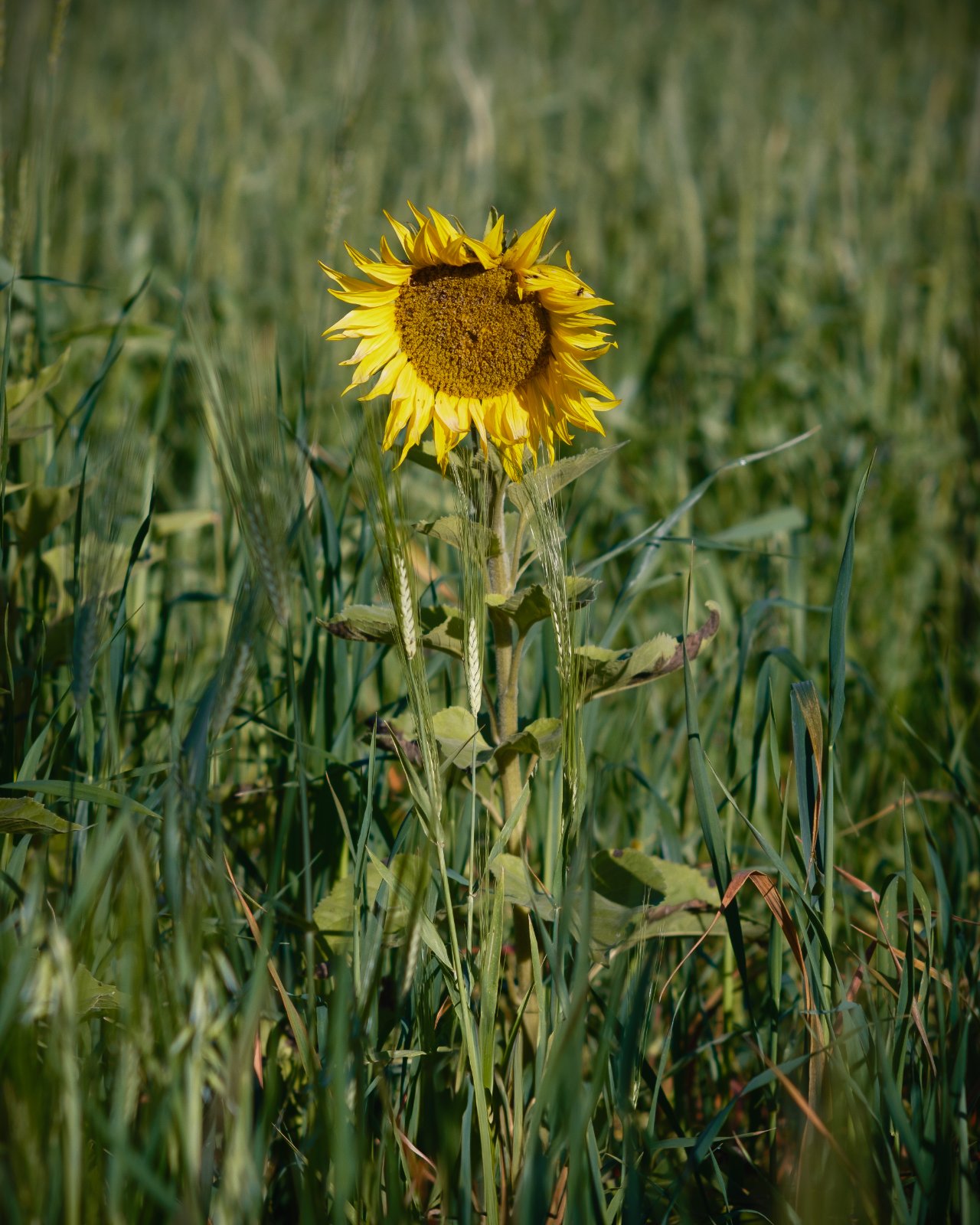Girasol - Nikkor 105.jpg