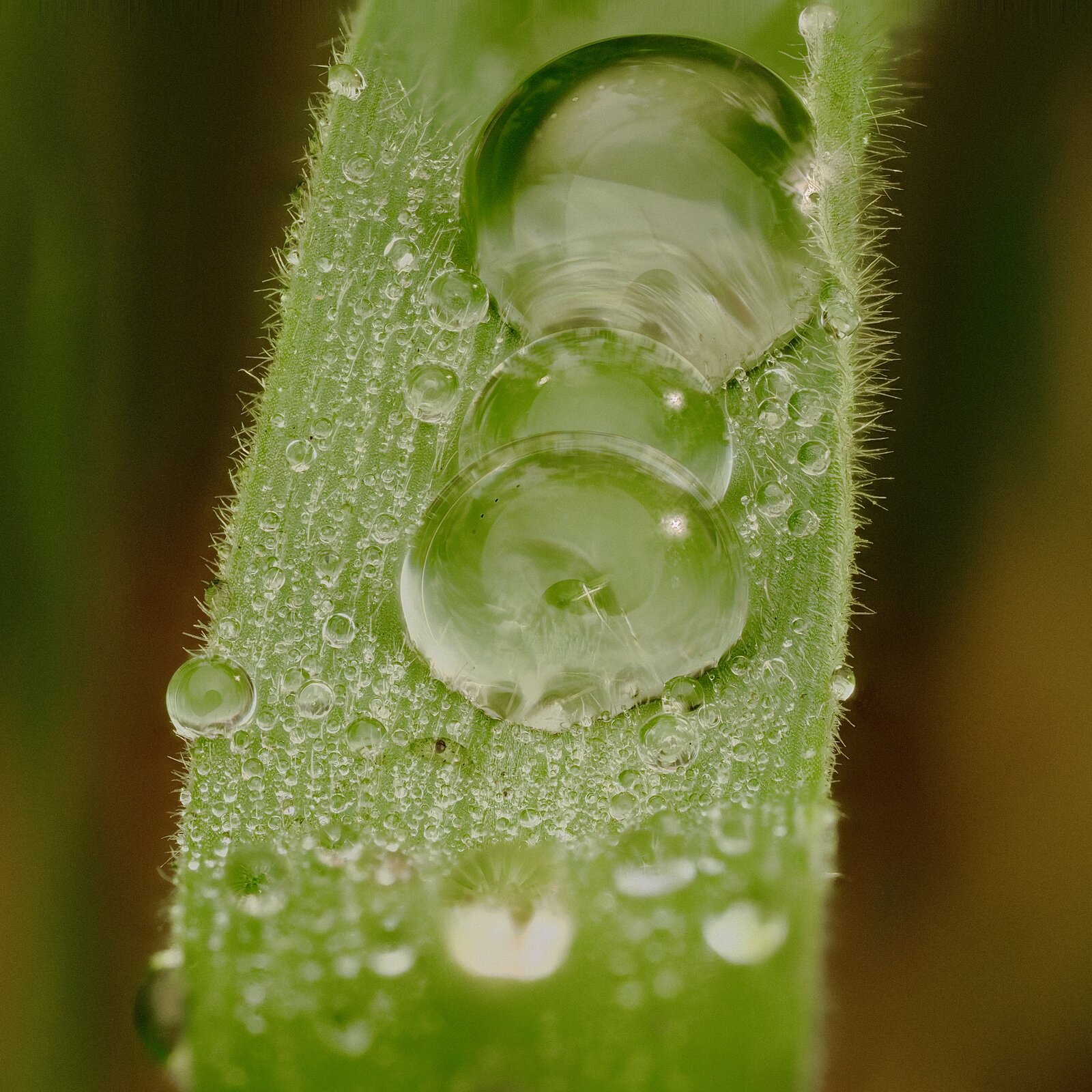 Gota hoja.jpg