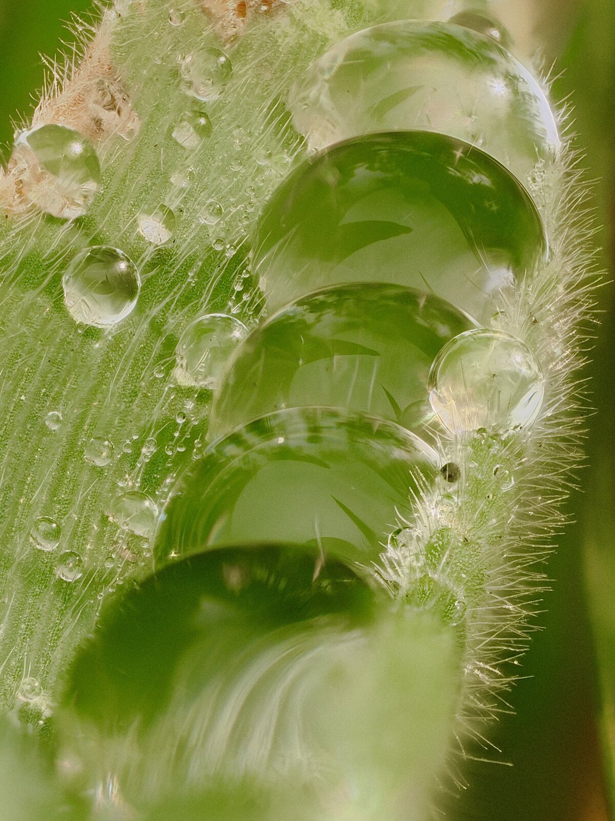 Gotas en hoja.jpg