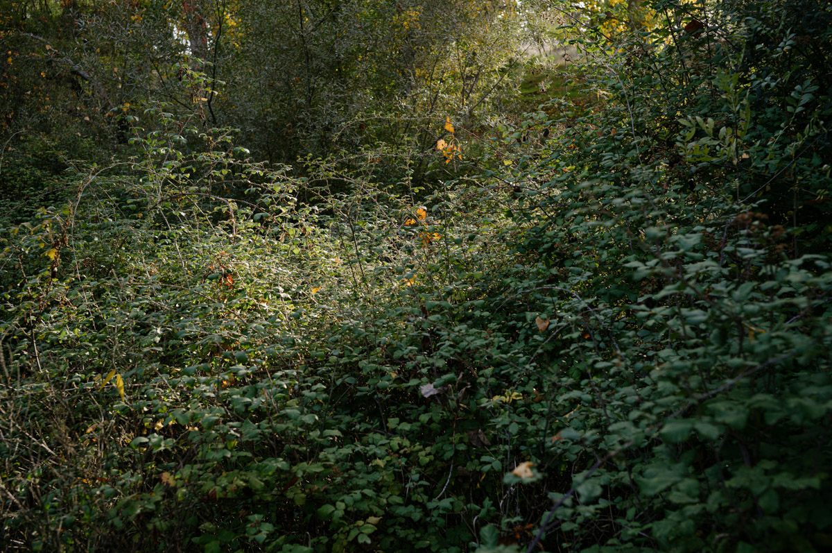 L1005770-1.jpg