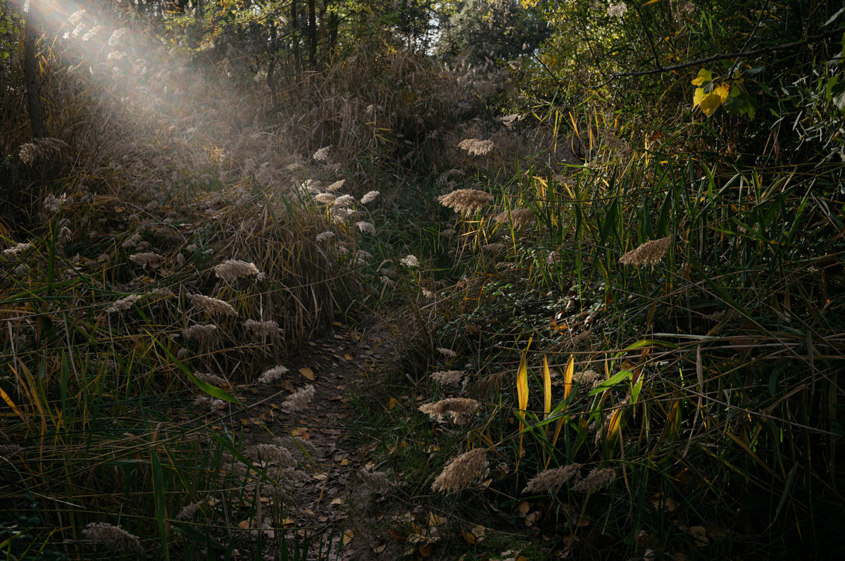 L1005983.jpg