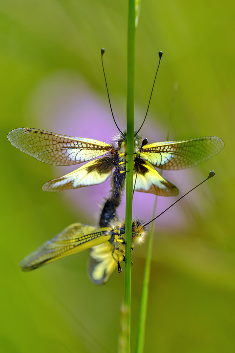 Libelloides-cunii_DSF4066B.jpg