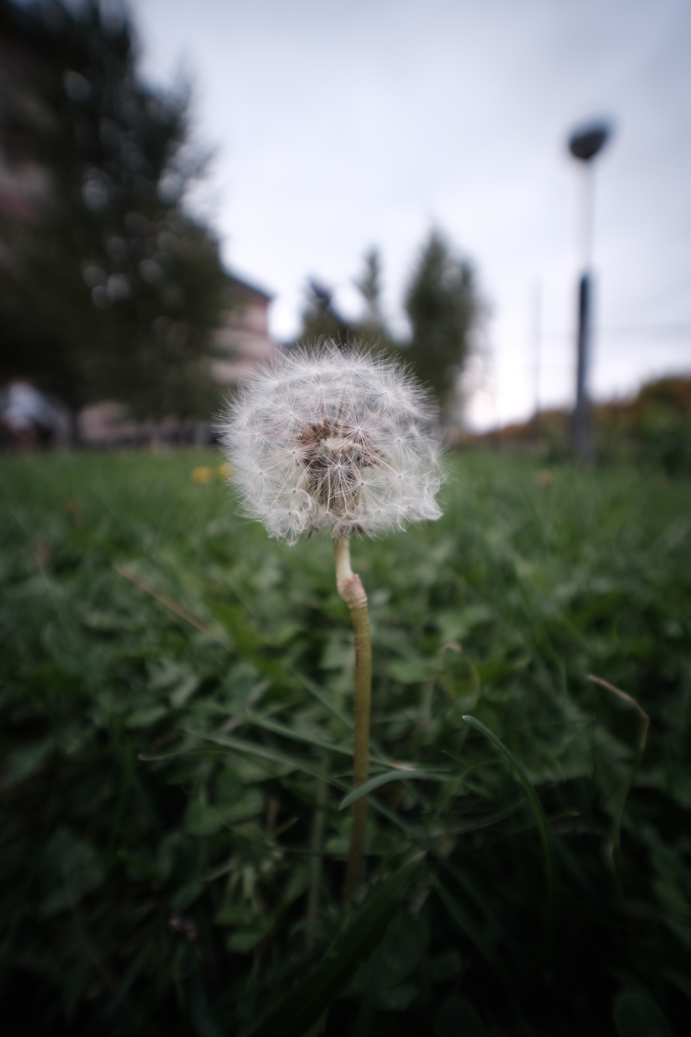 Macro con Laowa 10mm F4