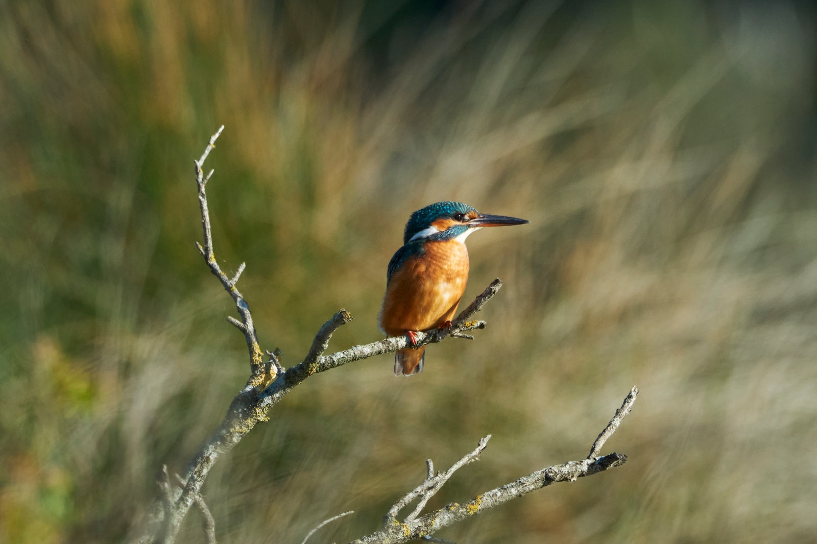 Martin arrantzalea.jpg