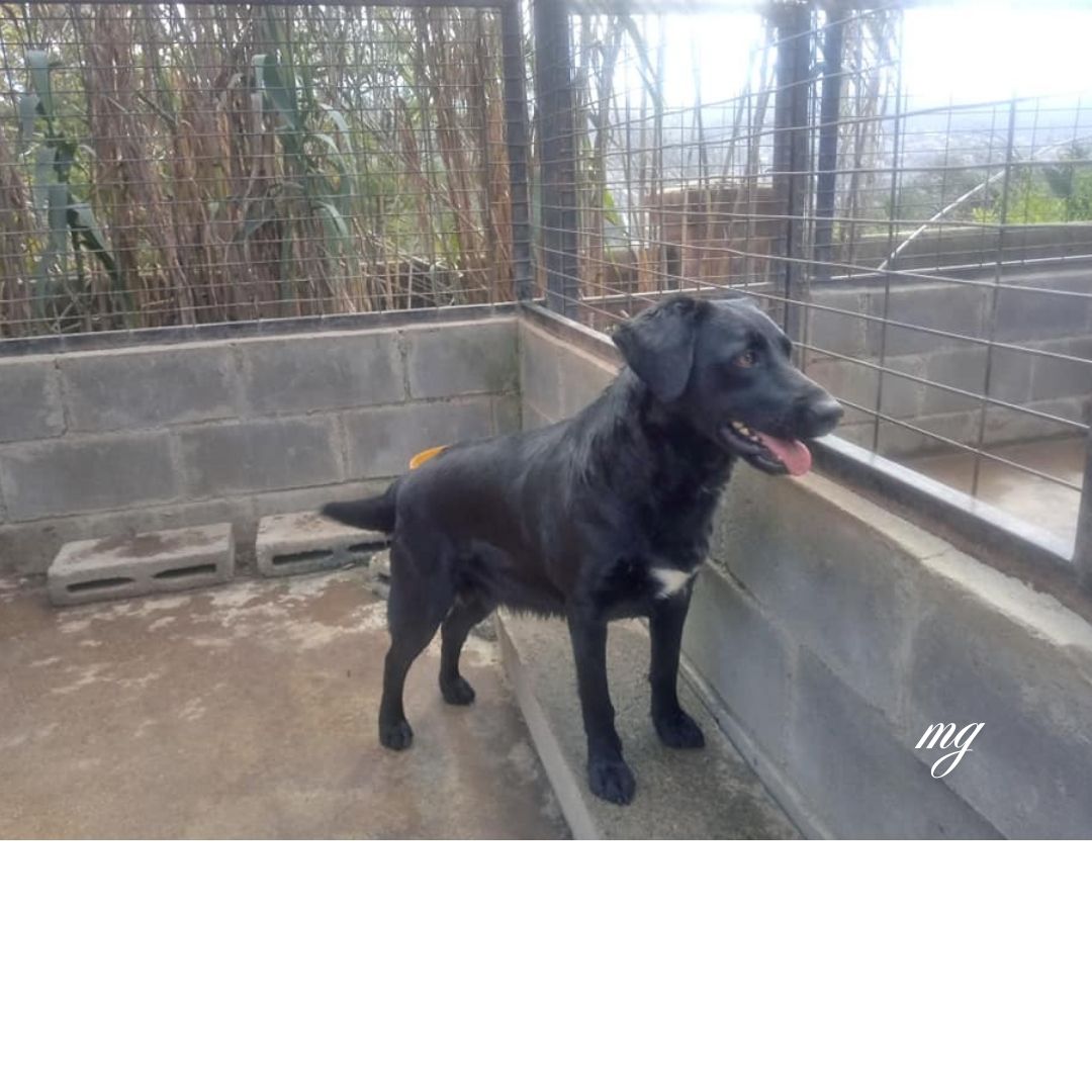 “Milagros, perrita rescatada en un refugio de Chile”
