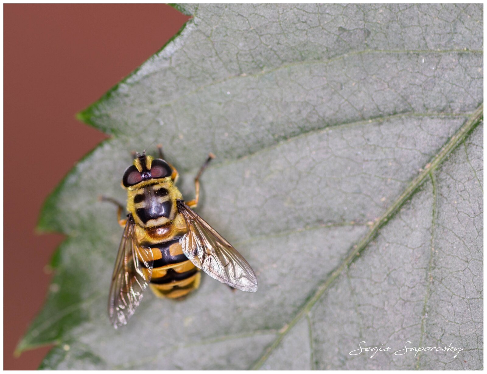 Mosca cernidora.jpg