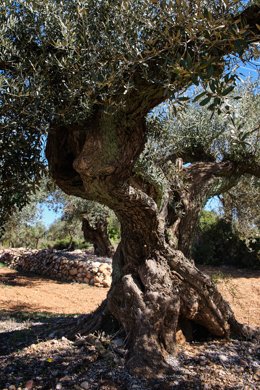 Olivos (2).jpg
