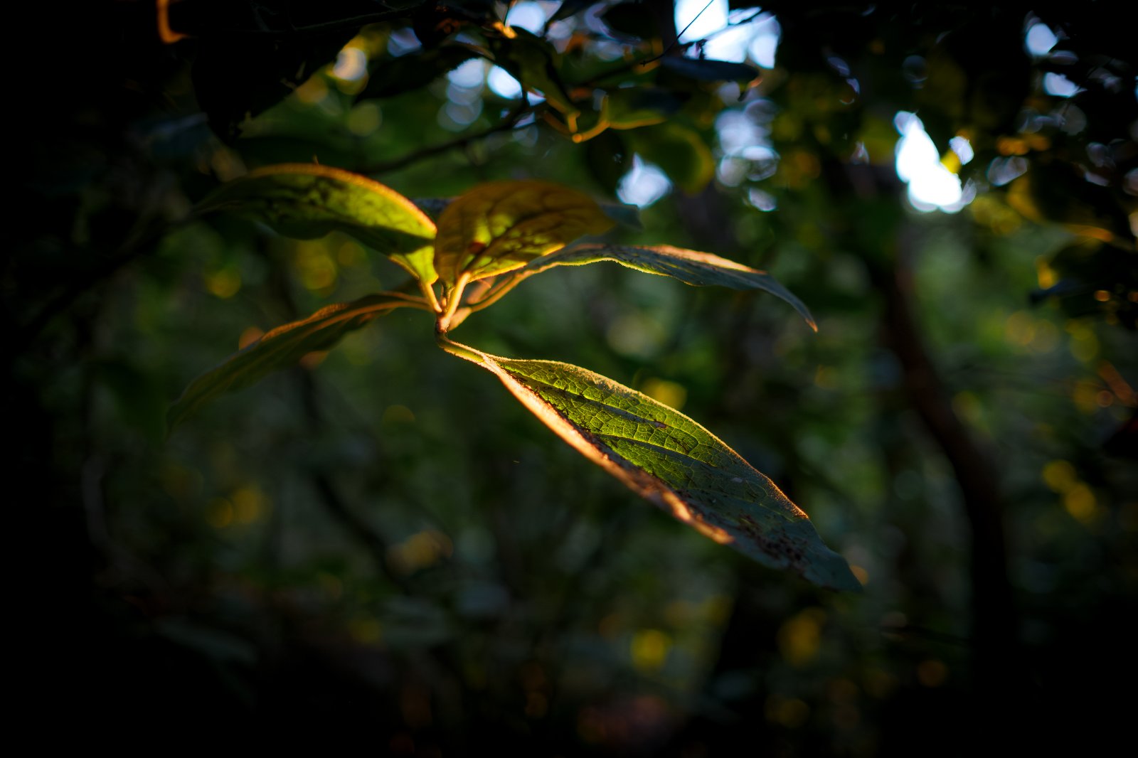 Olympus OM 85mm f2 - 102025-16.jpg