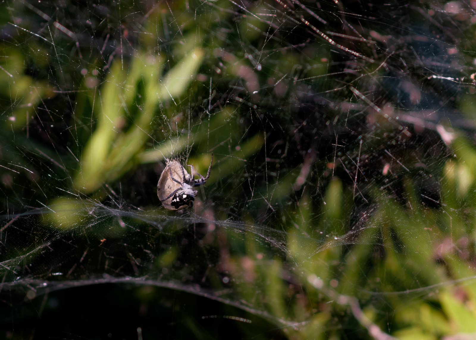 Olympus OM 85mm f2 - 102025-3.jpg