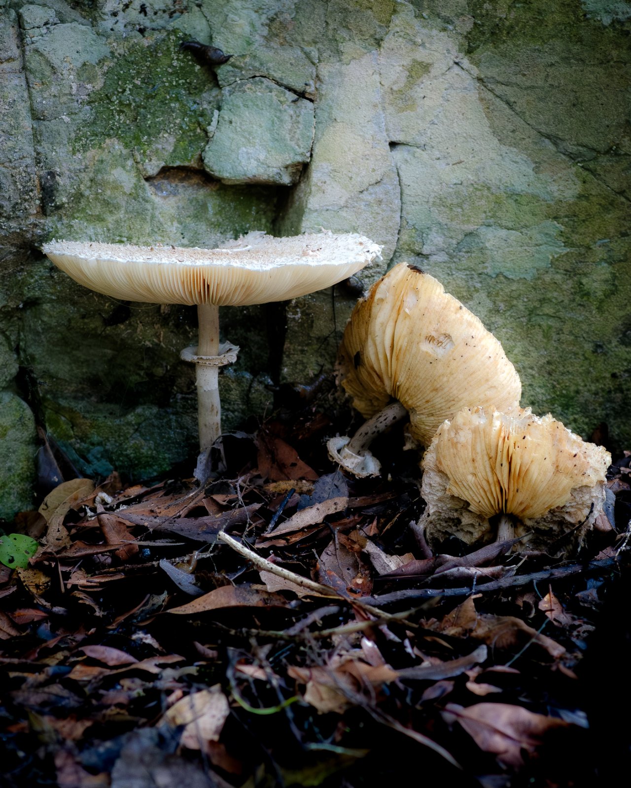 Olympus OM 85mm f2 - 102025-5.jpg