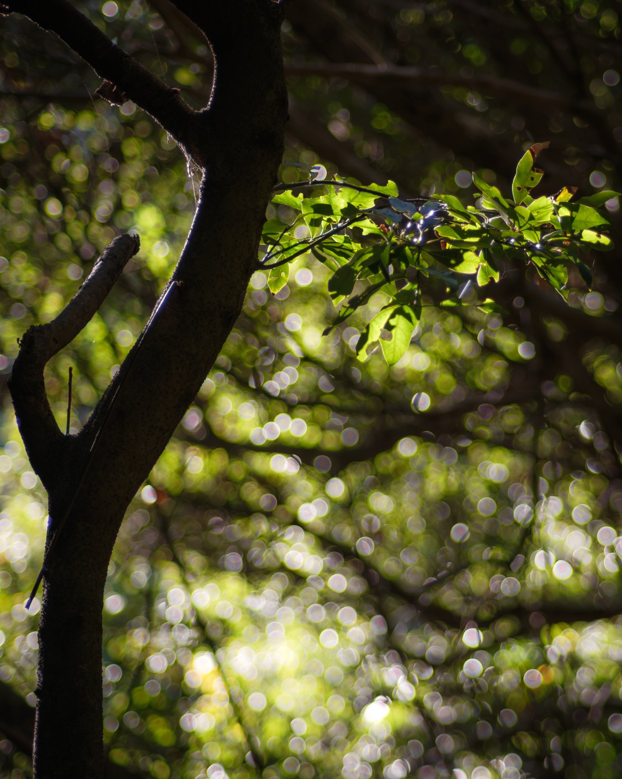 Olympus OM 85mm f2 - 102025-7.jpg