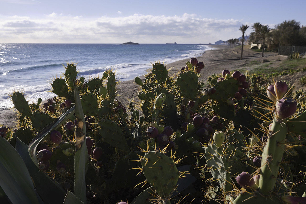 Opuntia ficus-indica (1).jpg