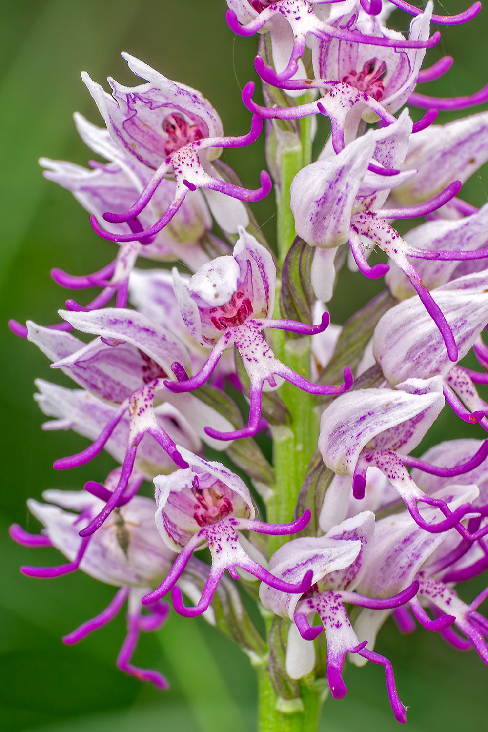 Orchis_simia_DSF8215F.jpg