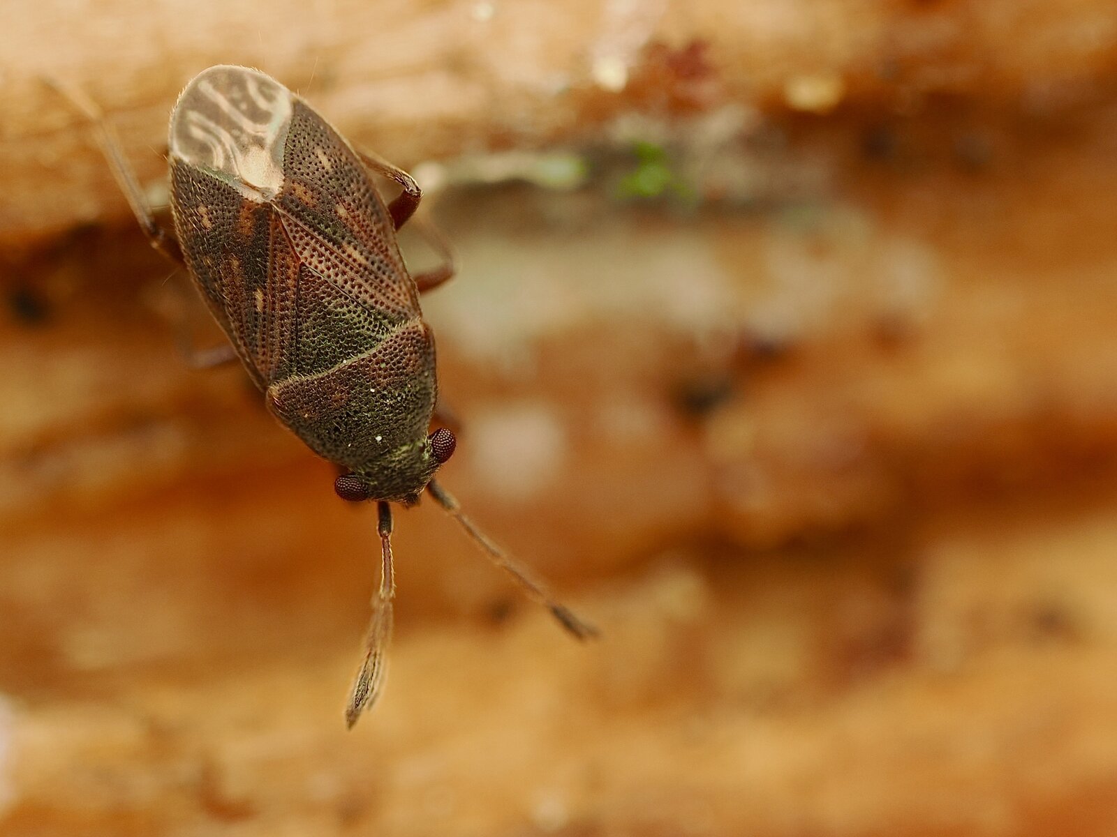 PA011866.jpg