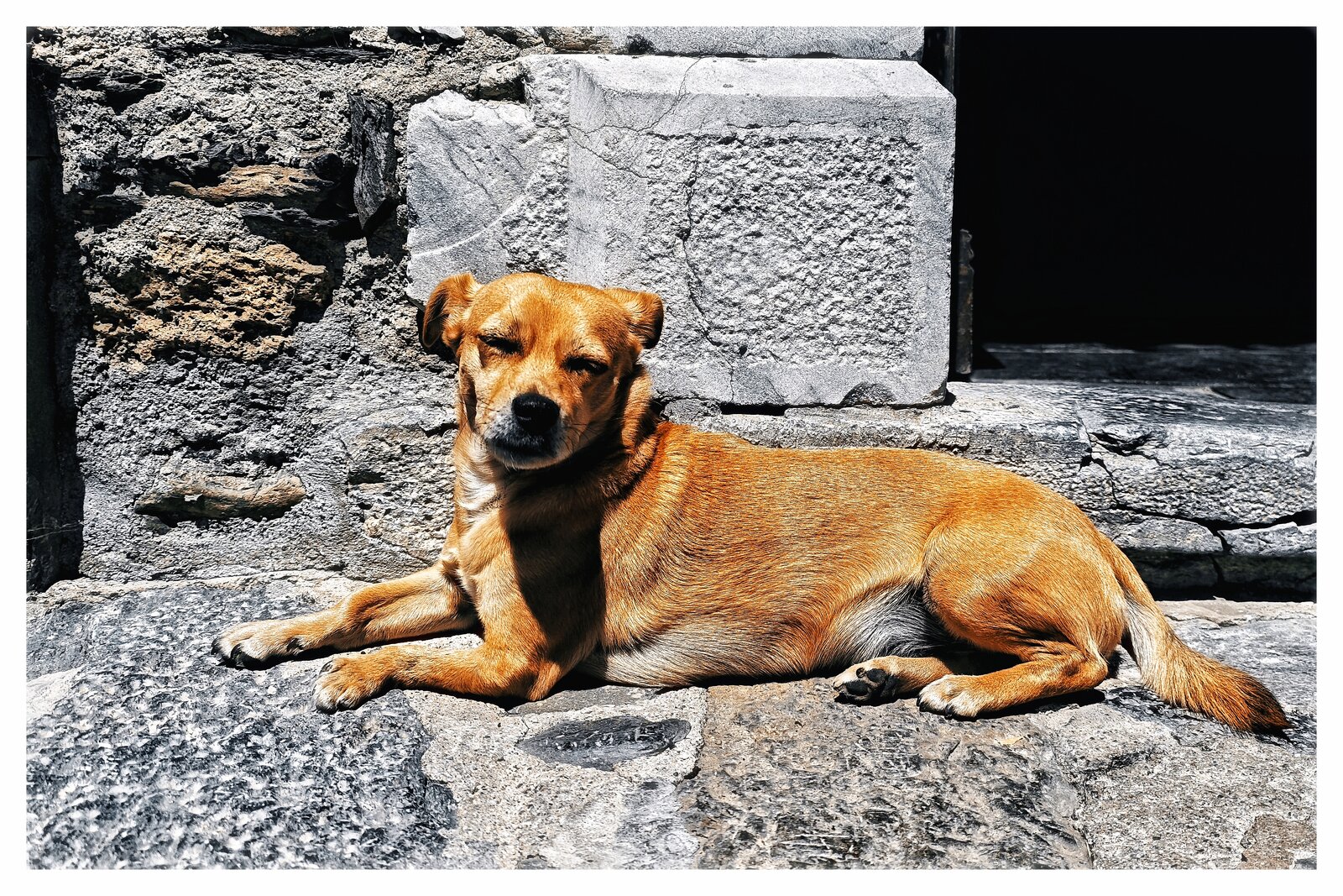 pancho.jpg