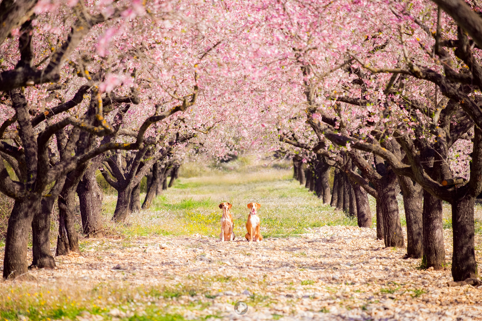 Primavera