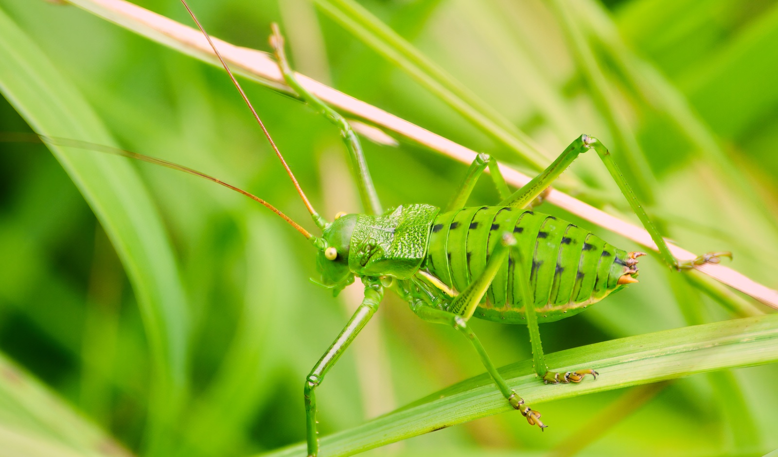 Saltamontes.jpg