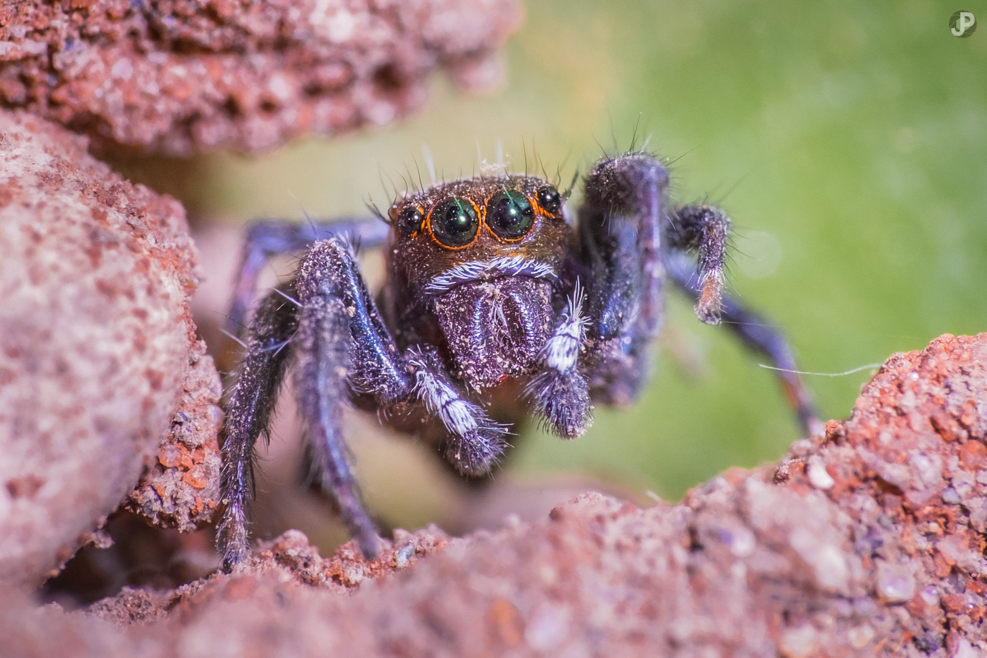 Salticidae