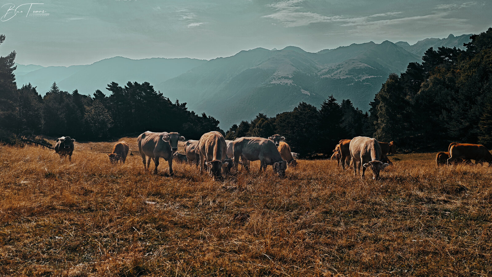 Vacas-2.jpg